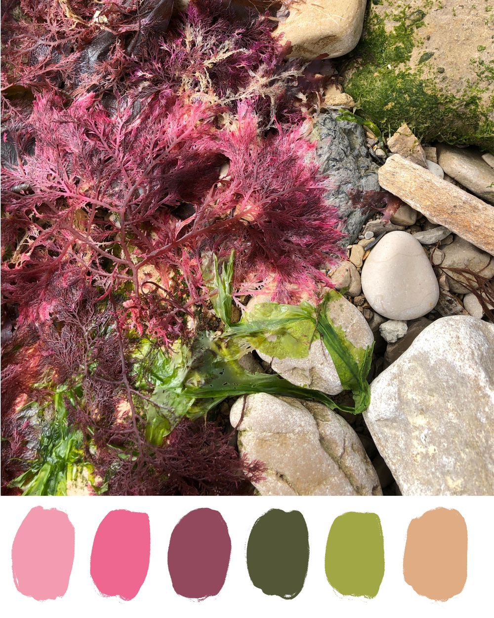Seaweed Wallpaper (Class Example) - image 3 - student project