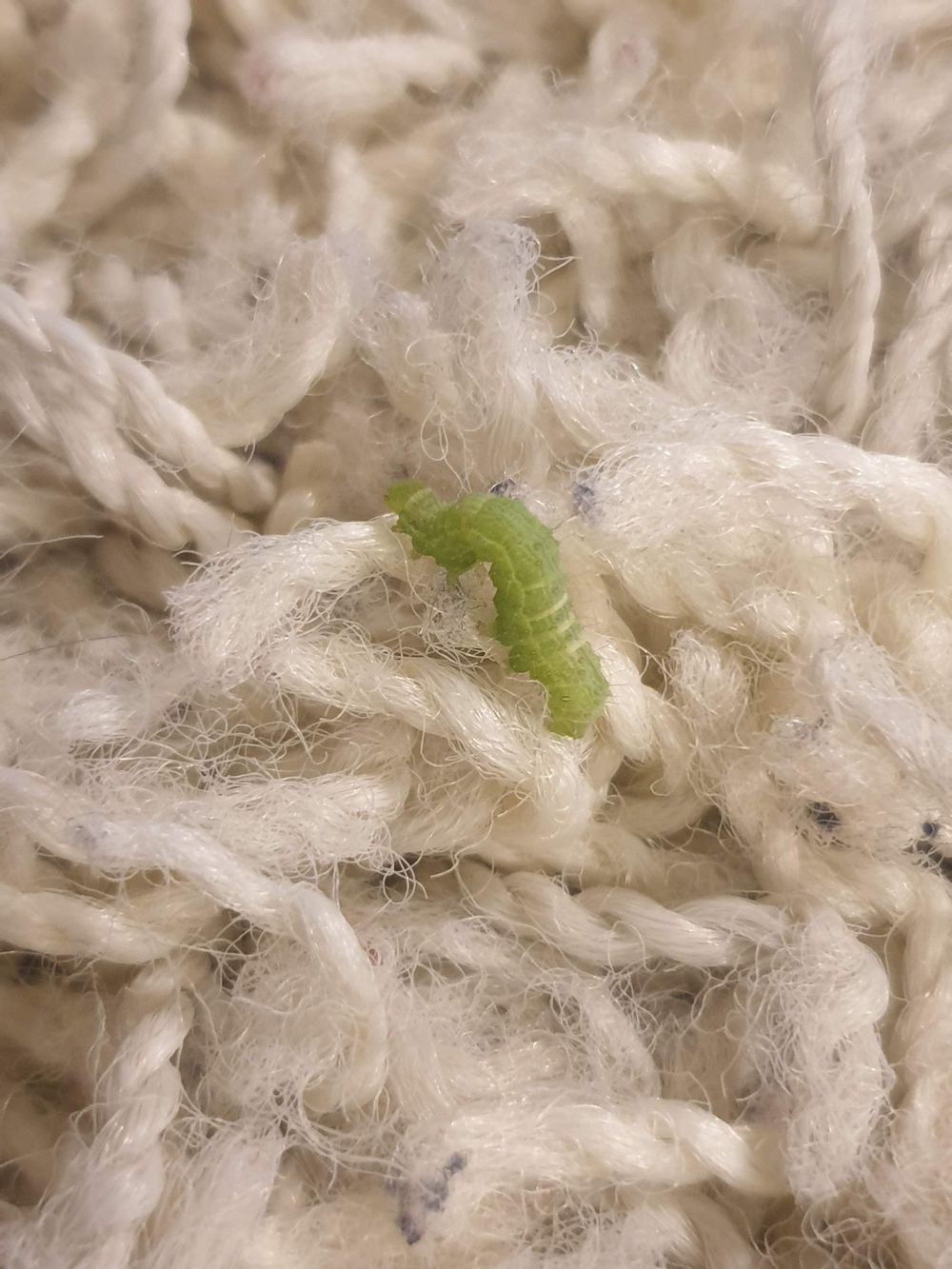 Botanicals, worms and dancing bear cubes - image 3 - student project