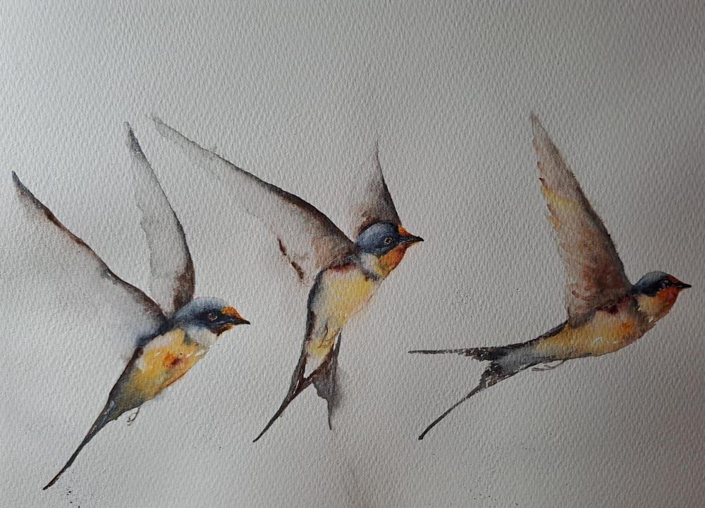 Swallows - image 1 - student project