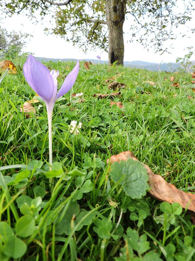 The last flower - image 1 - student project