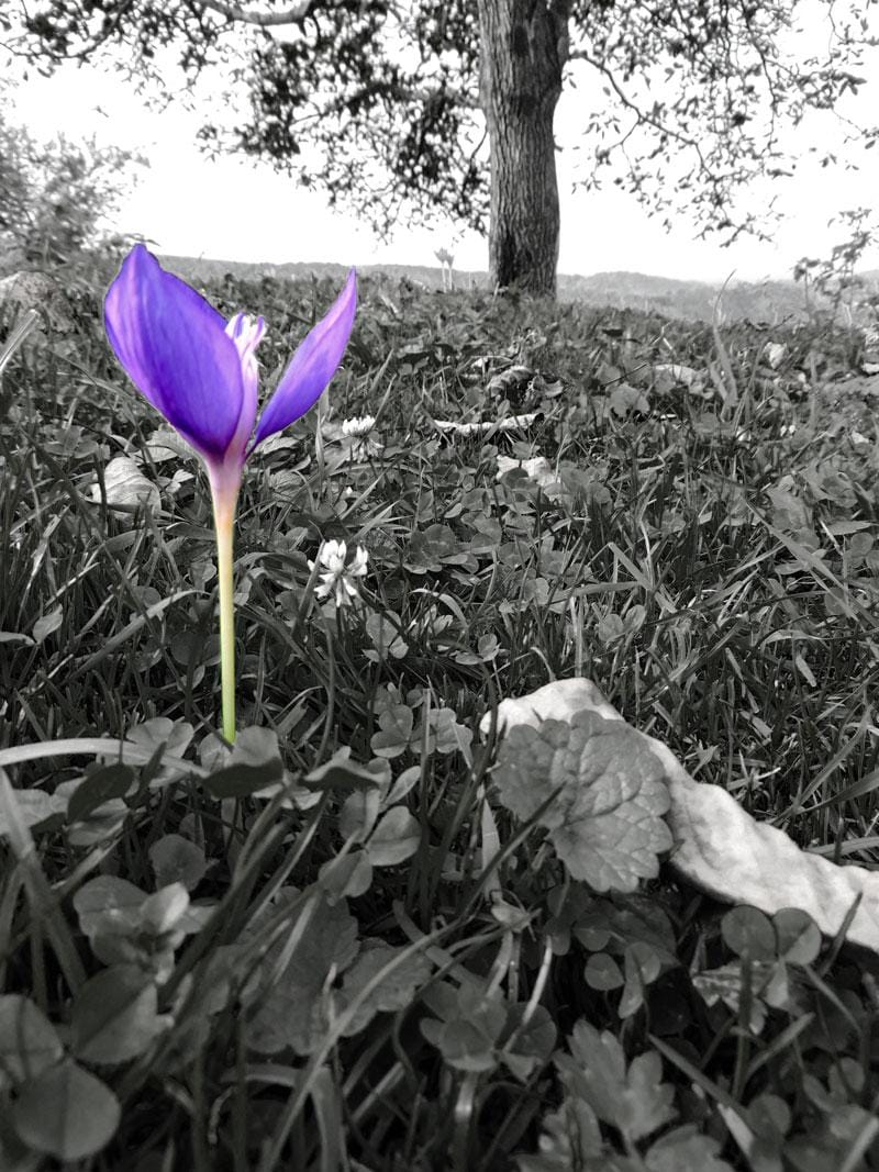The last flower - image 2 - student project