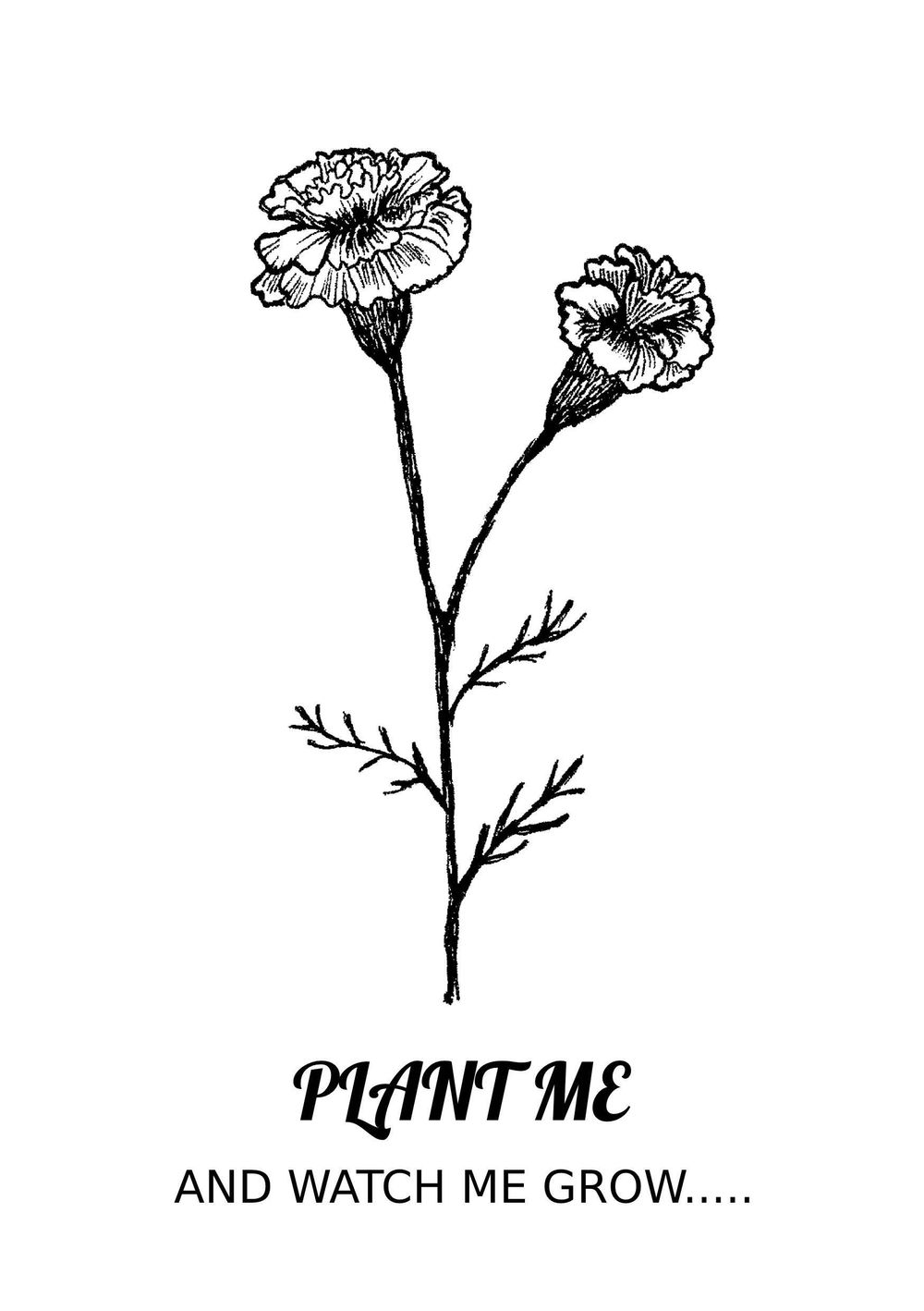 Marigold Line Drawing - image 1 - student project
