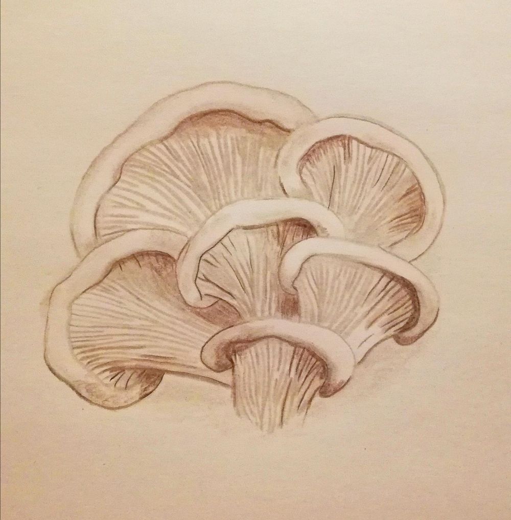 14-Day Drawing Challenge - image 3 - student project