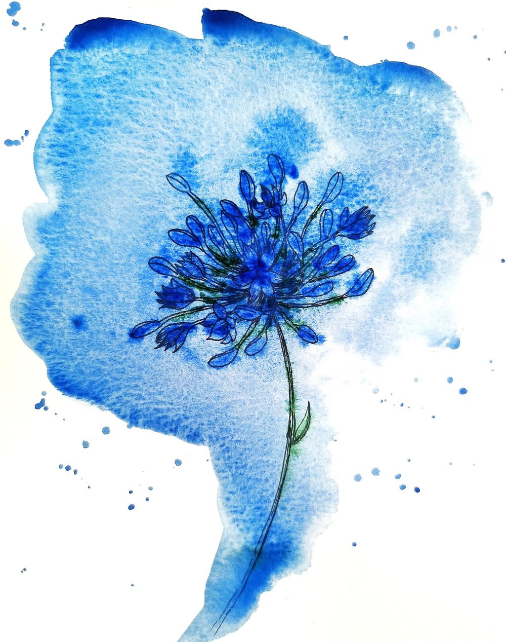 Agapanthus - image 1 - student project