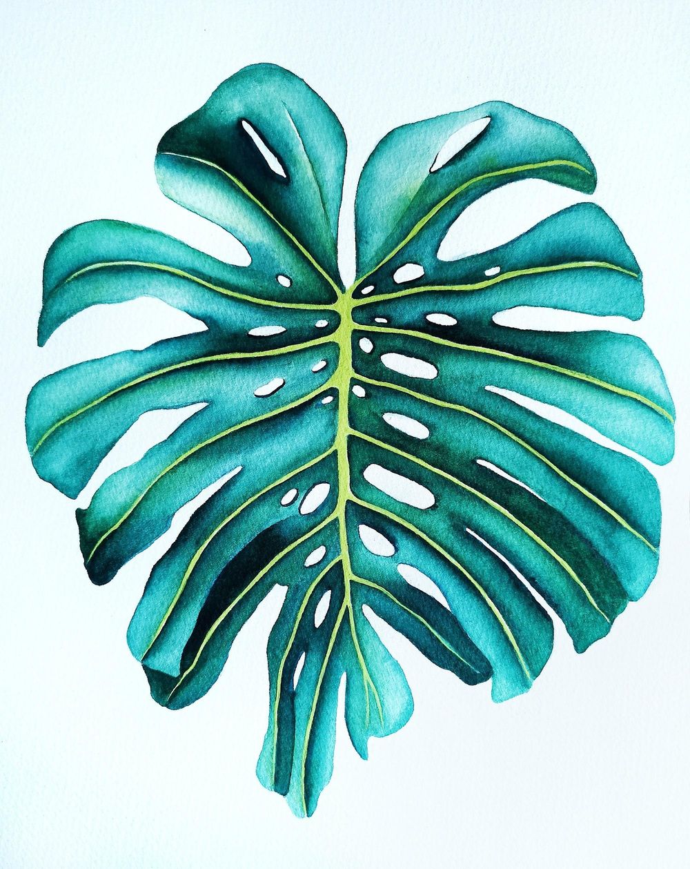 Botanical Illustration - Monstera Leaf - image 1 - student project