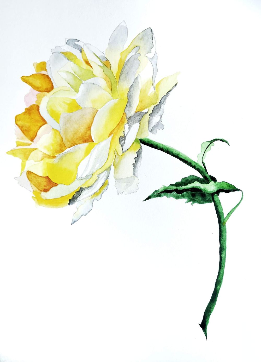 Watercolor Yellow Rose - image 1 - student project