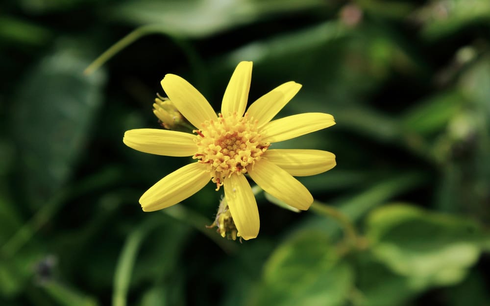 Flowerb Editing - image 1 - student project