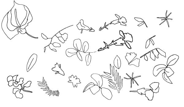 Brooklyn Botanicals - image 3 - student project