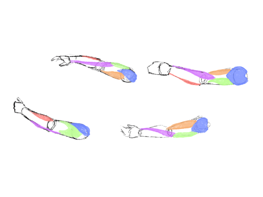 Anatomy Challenge Skillshare Student Project
