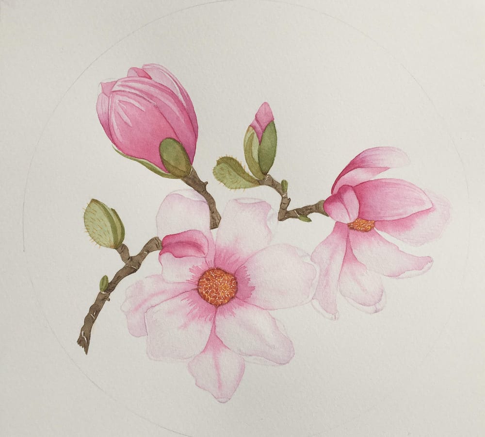 My Magnolia - image 3 - student project