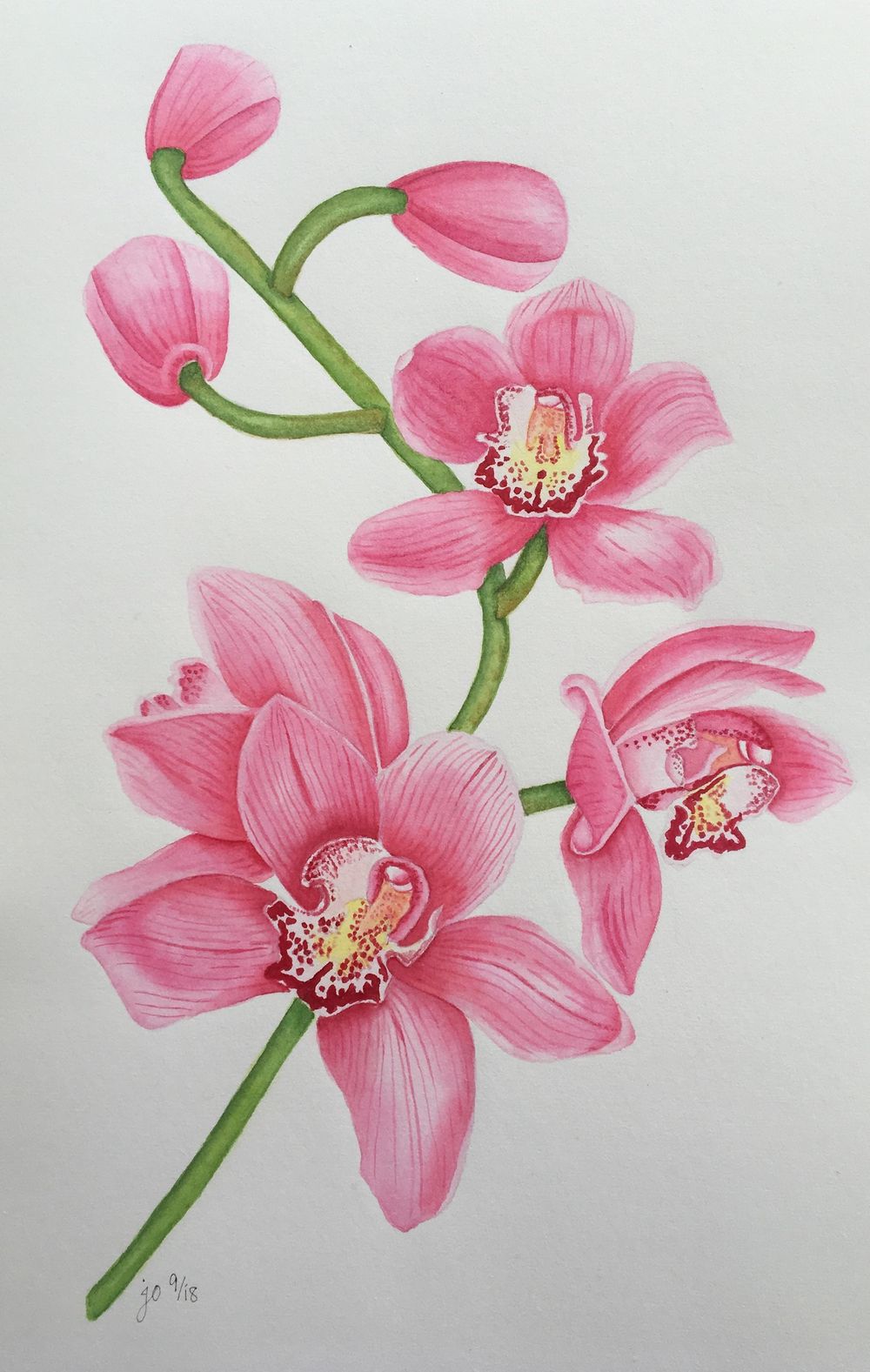 My Orchids - image 2 - student project