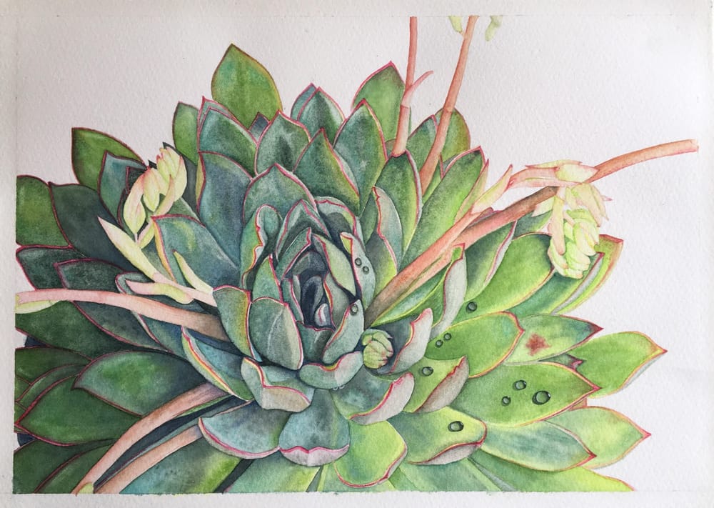 My Watercolor Succulent :) - image 1 - student project
