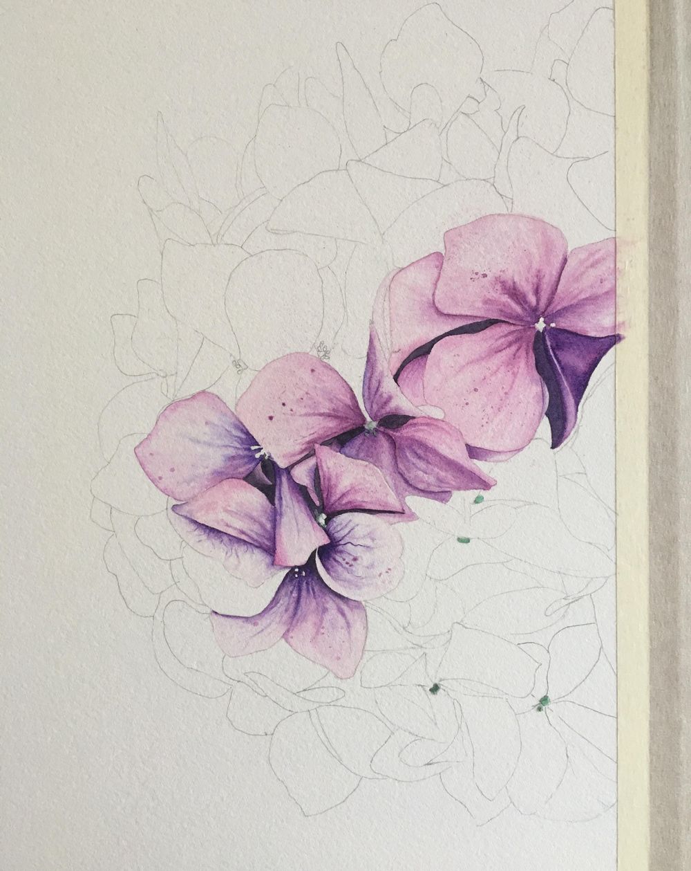 My Hydrangea - image 1 - student project
