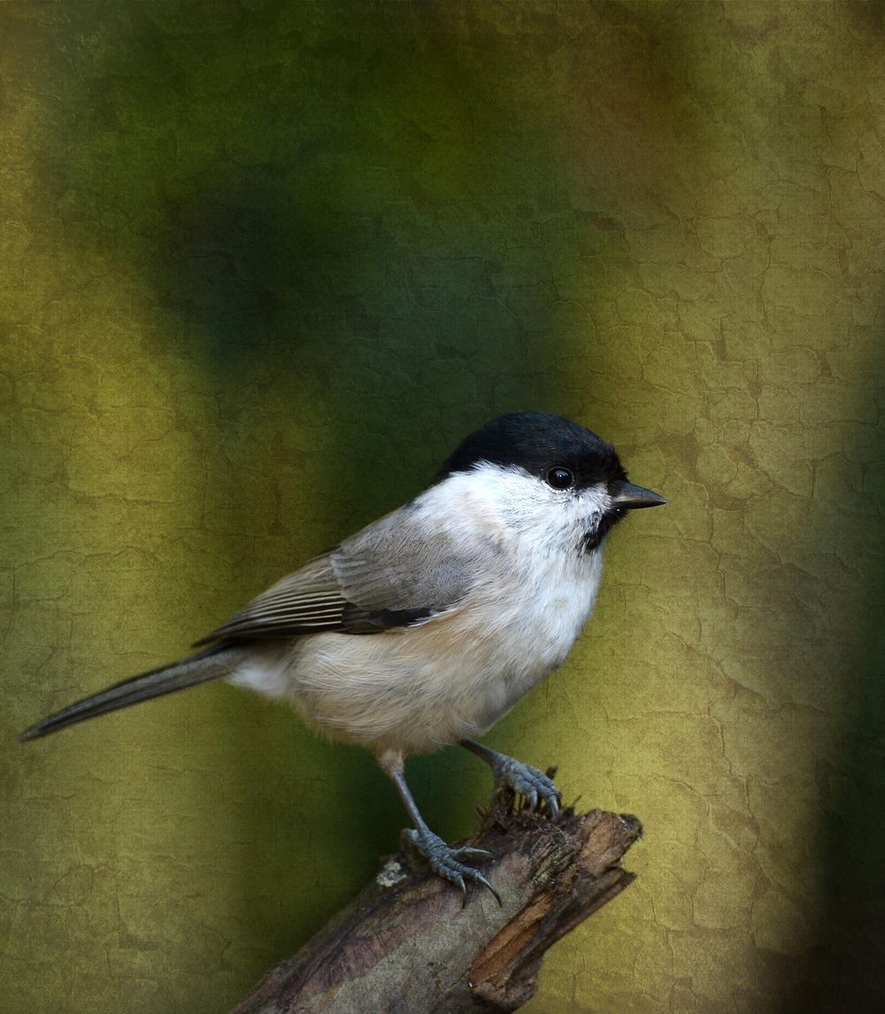 My Songbird - image 2 - student project