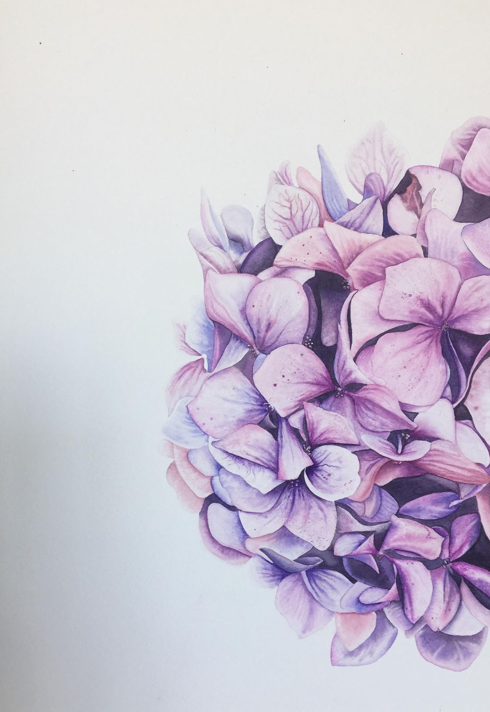 My Hydrangea - image 2 - student project
