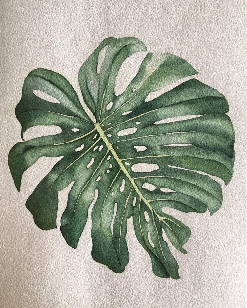 My Monstera Deliciosa - image 1 - student project