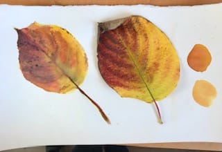 Nature Walk - image 1 - student project