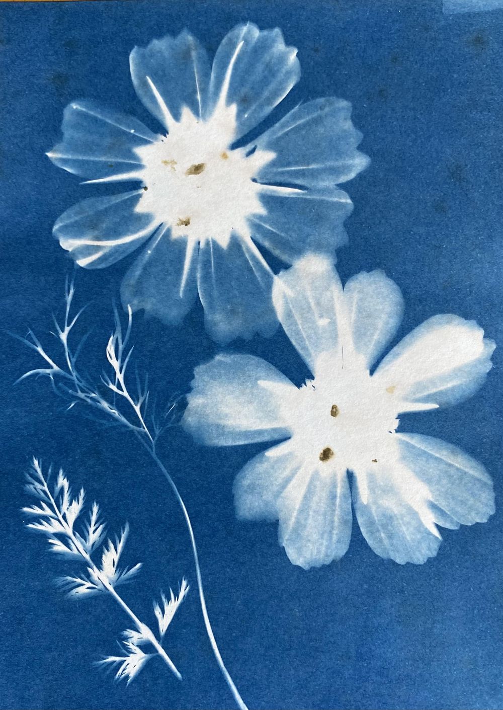 Exploring Cyanotype - image 1 - student project