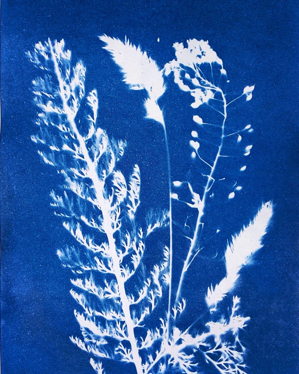 Exploring Cyanotype - image 2 - student project