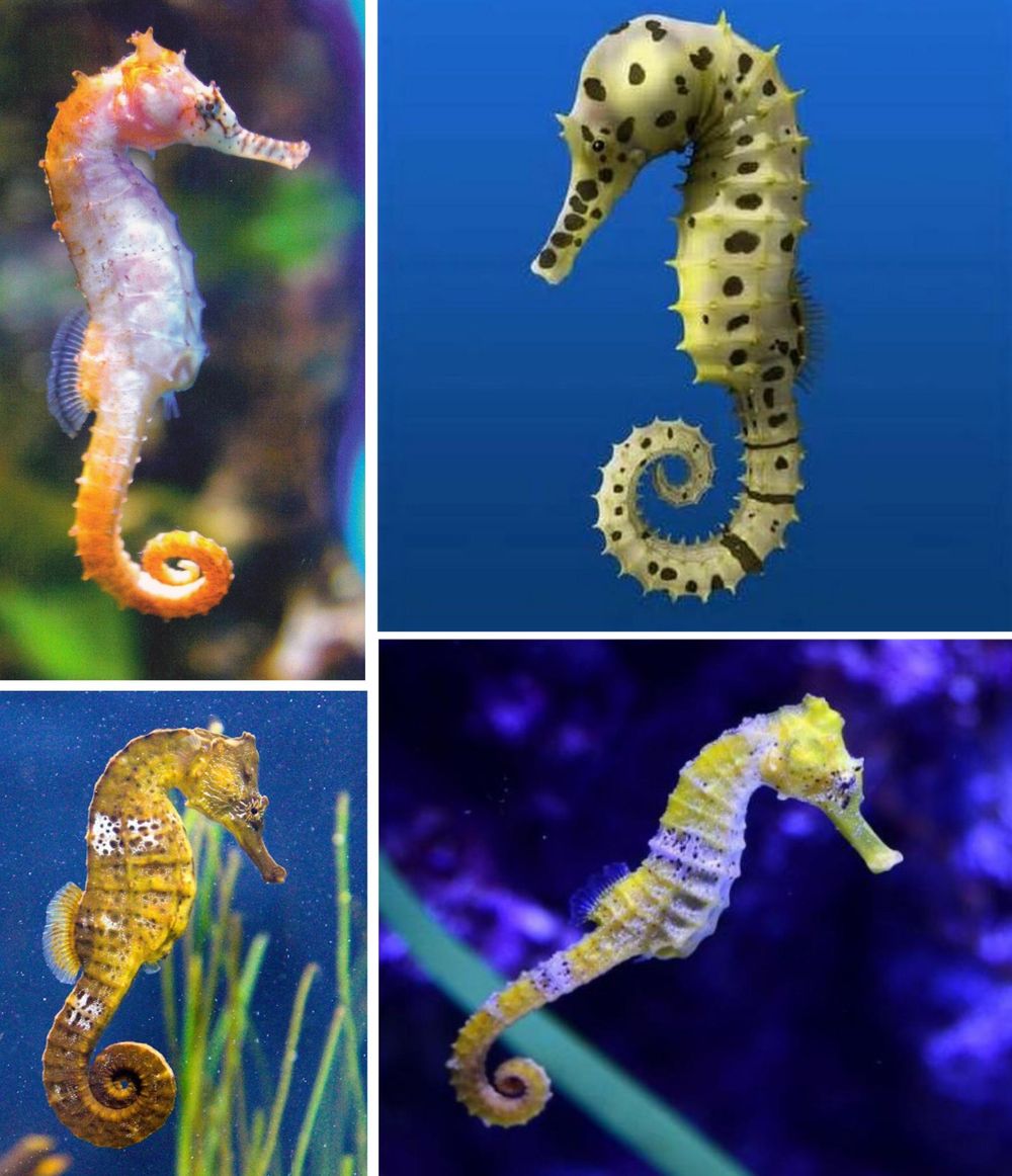 Seahorses - image 2 - student project