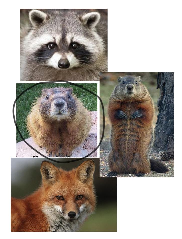 Friendly Woodchuck - image 1 - student project