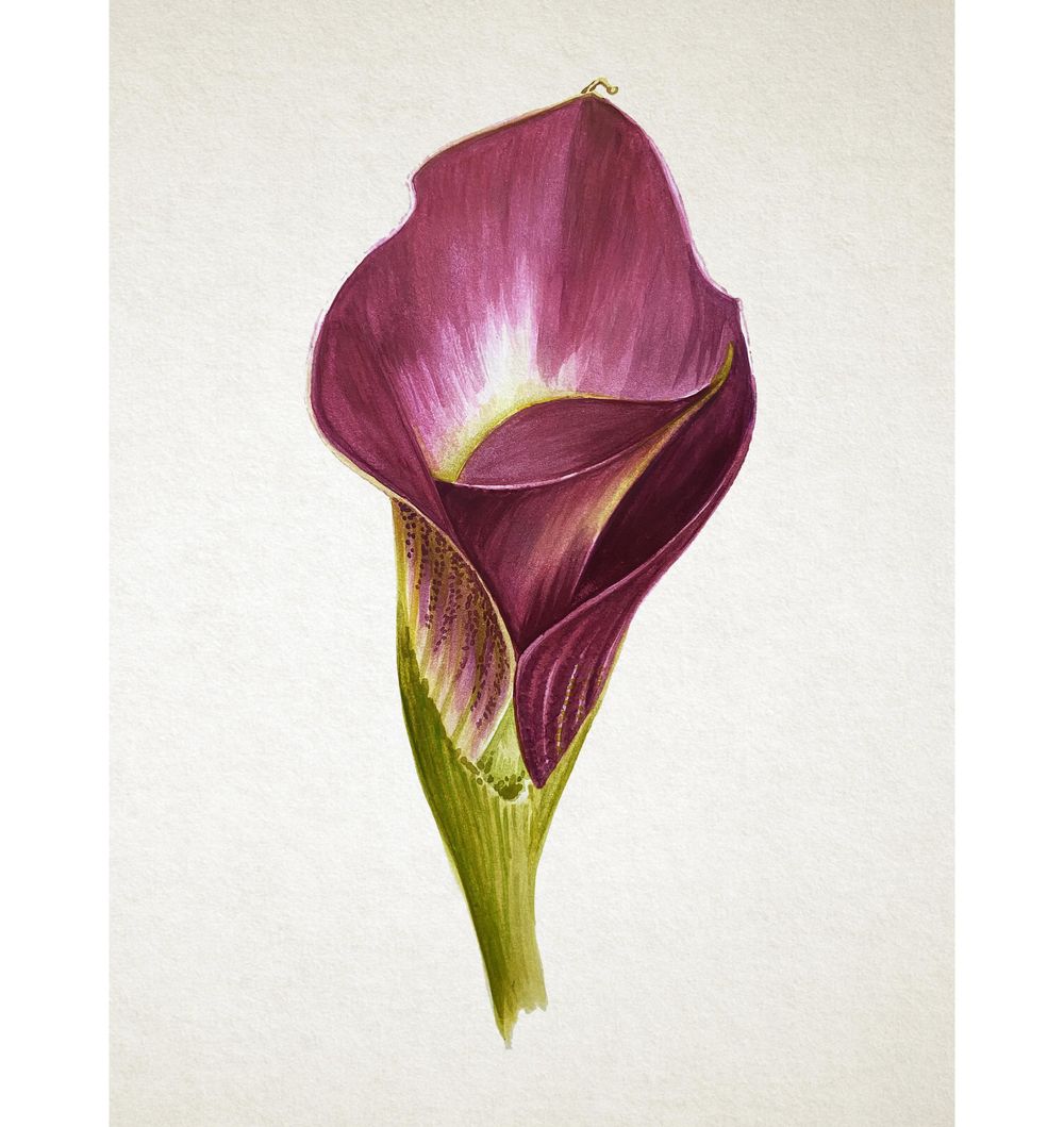 Watercolor Calla Lily - image 3 - student project