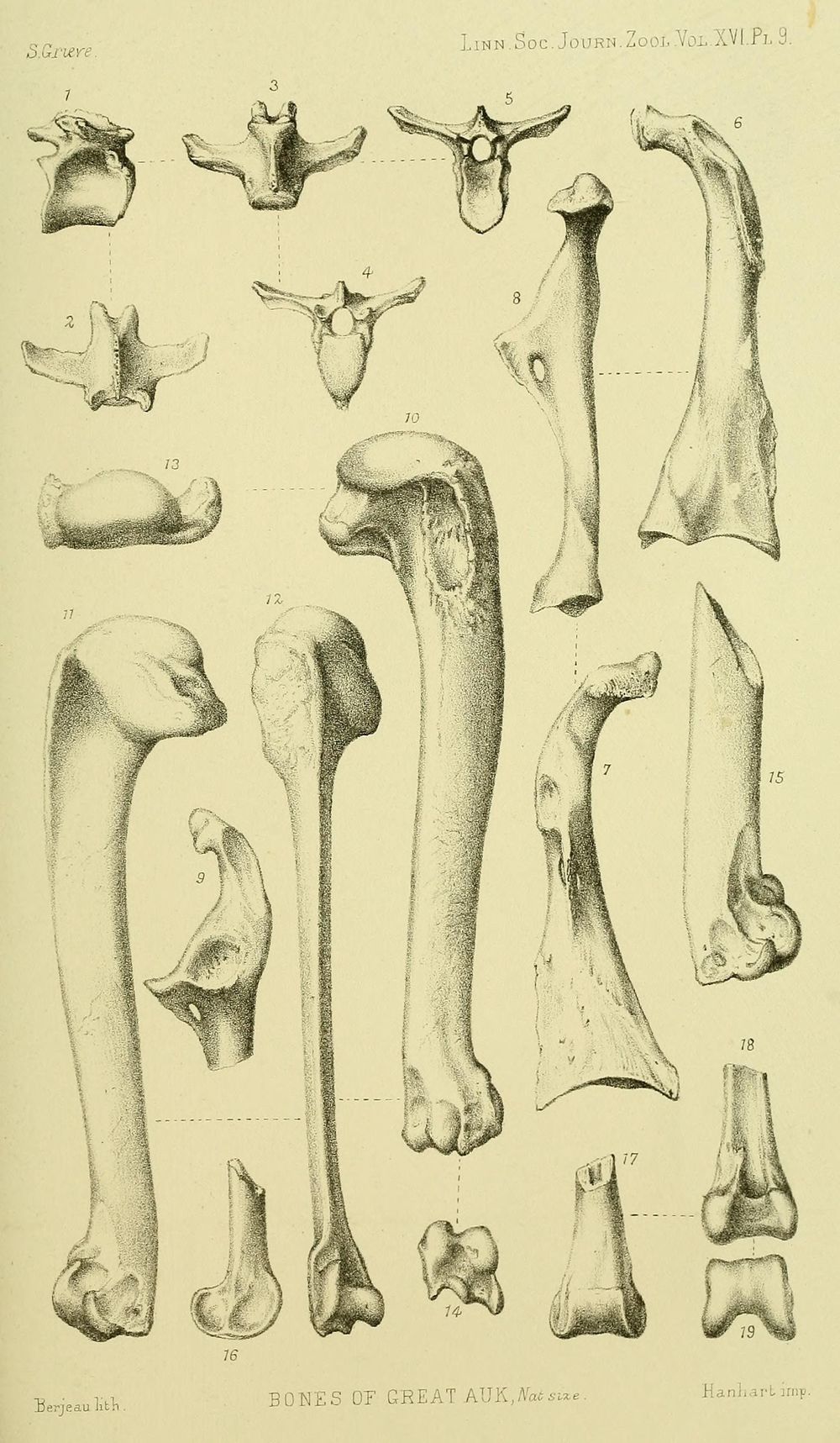 Prehistorical Dino Pattern - image 7 - student project