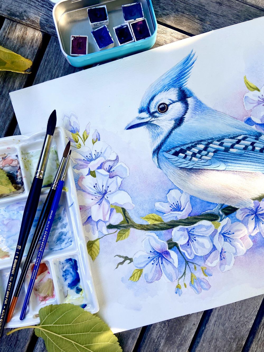 Blue jay - image 2 - student project