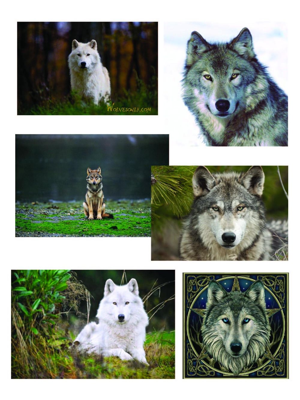 Geometric Wolf - image 1 - student project