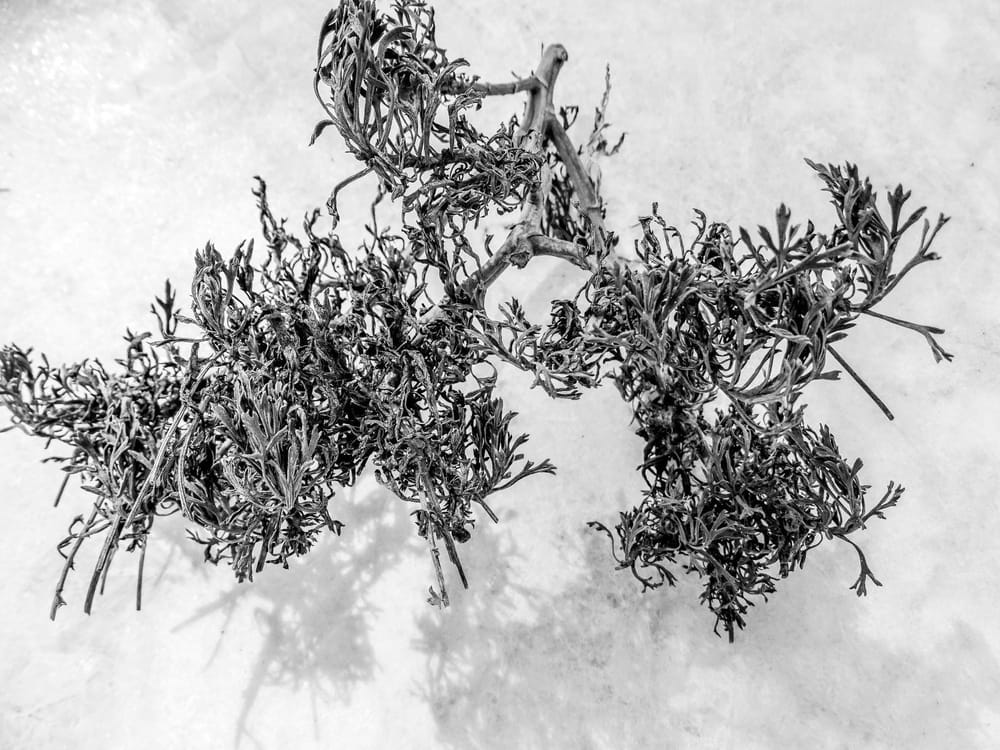 Beauty in the unsightly - image 1 - student project