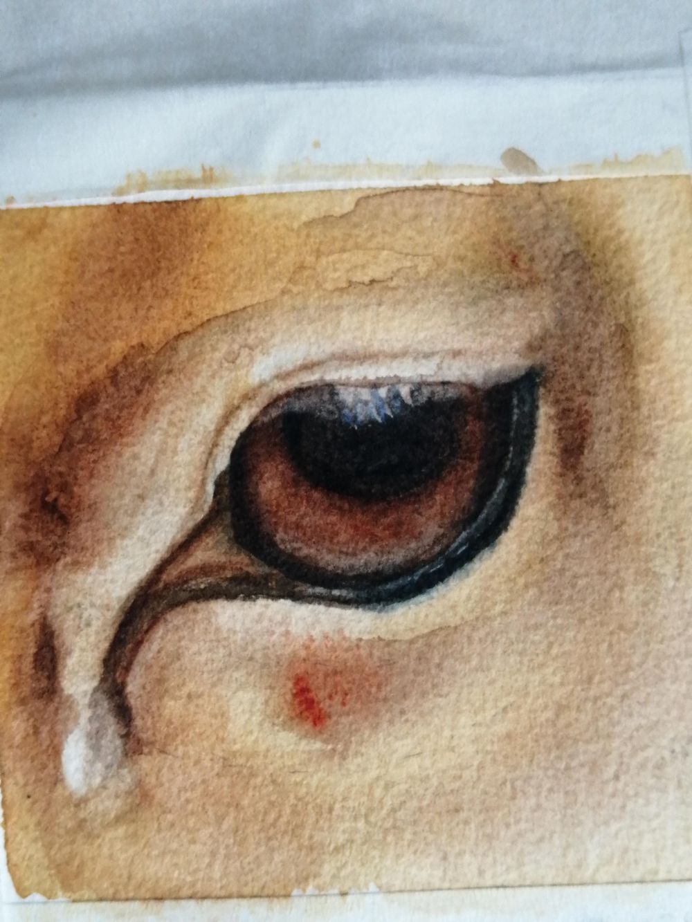 Yeux d'animaux - image 2 - student project