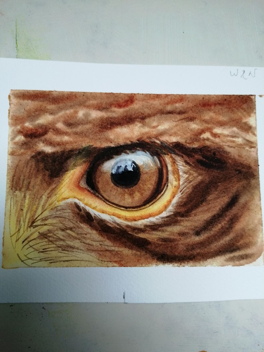Yeux d'animaux - image 3 - student project