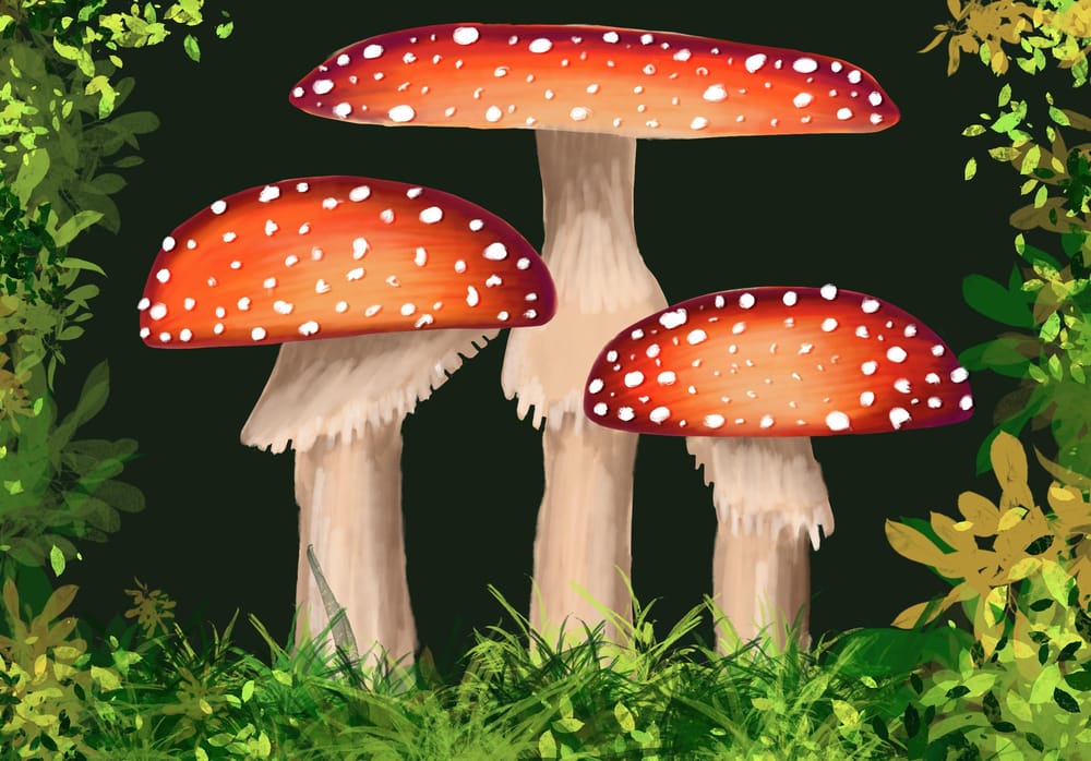Mushrooms - image 1 - student project