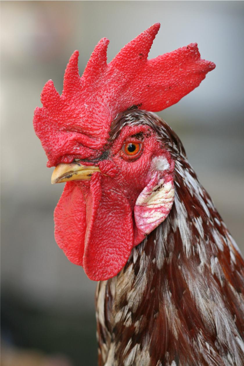 Rooster Logo  - image 1 - student project