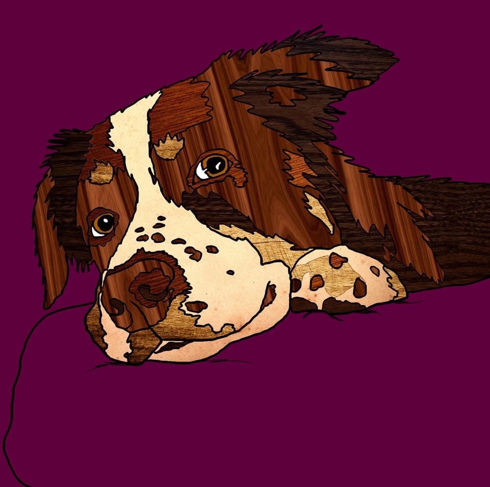 My Aussie Rollo B. - image 1 - student project