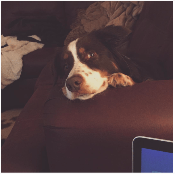My Aussie Rollo B. - image 2 - student project