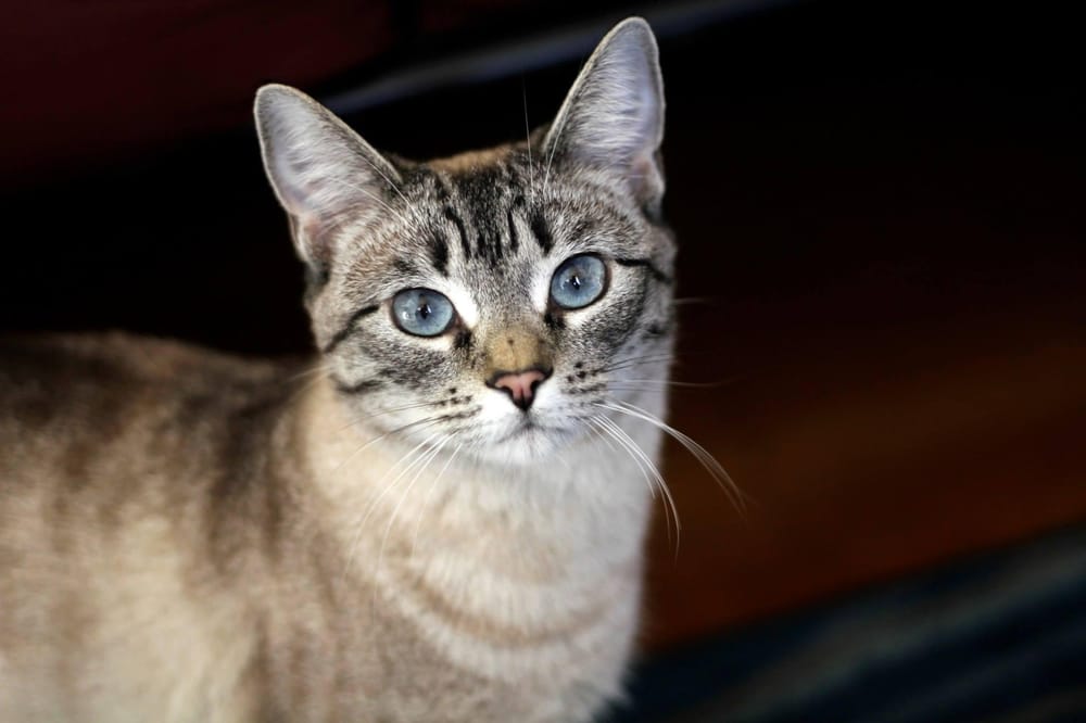 Sample Project: Pet Portrait - image 2 - student project