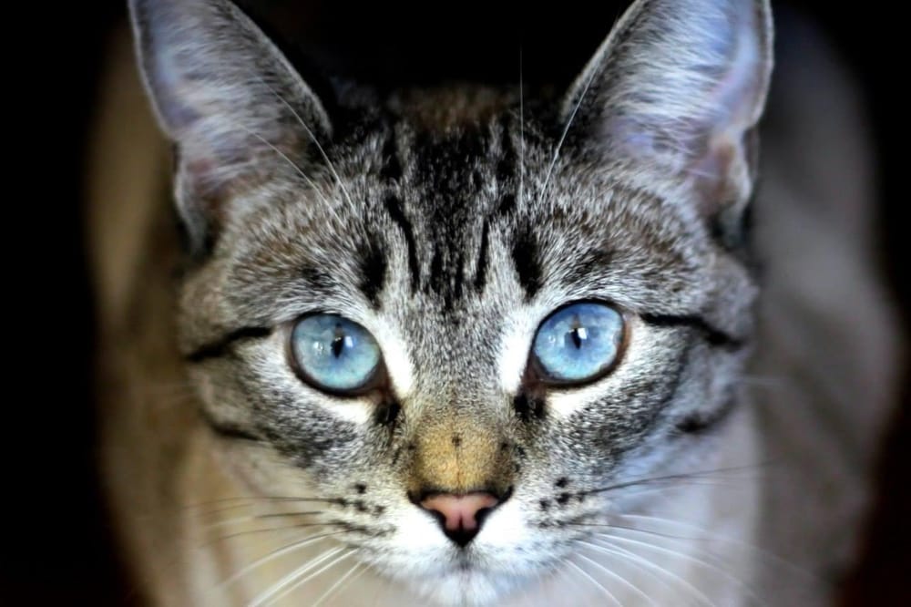 Sample Project: Pet Portrait - image 1 - student project