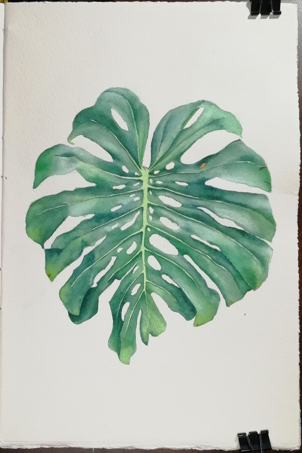 Are montsera leaves the new orchids? - image 6 - student project
