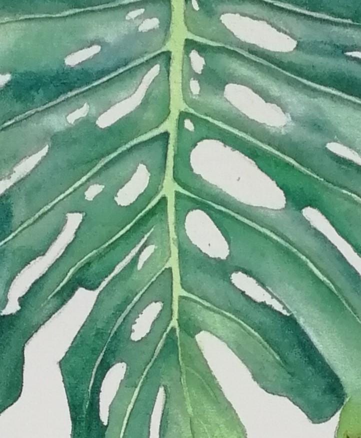 Are montsera leaves the new orchids? - image 2 - student project