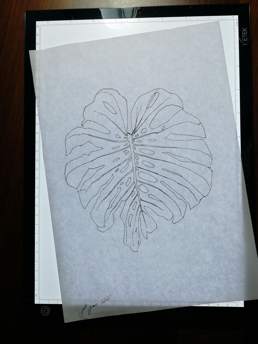 Are montsera leaves the new orchids? - image 3 - student project