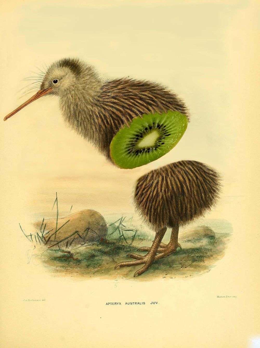 I cut a kiwi, but it was only kiwi inside... - image 1 - student project