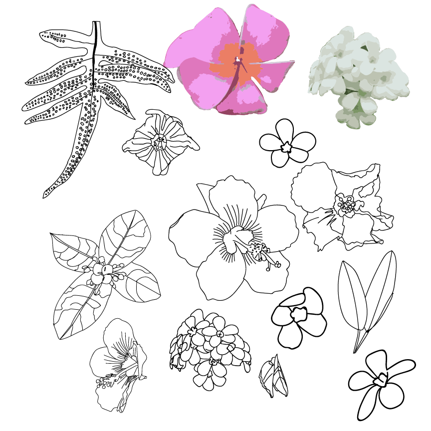 Hawaiian walks - image 6 - student project