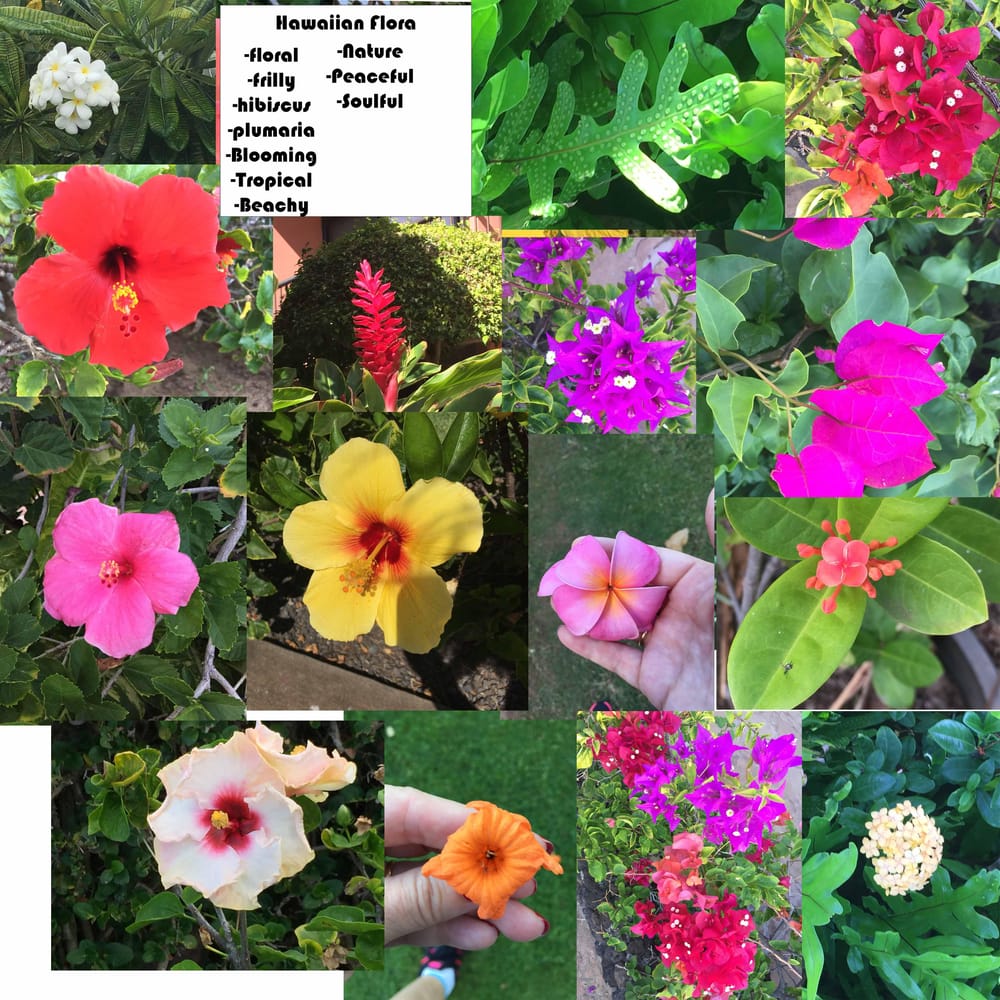 Hawaiian walks - image 7 - student project