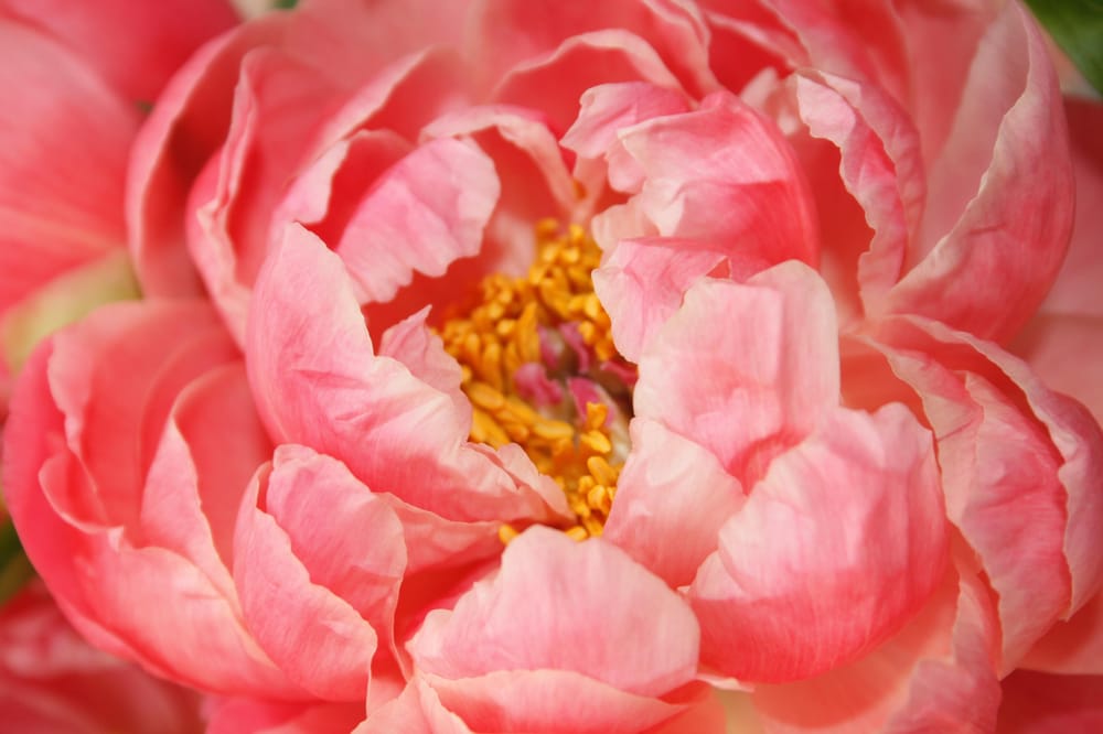 Pretty Pink Peony - image 1 - student project