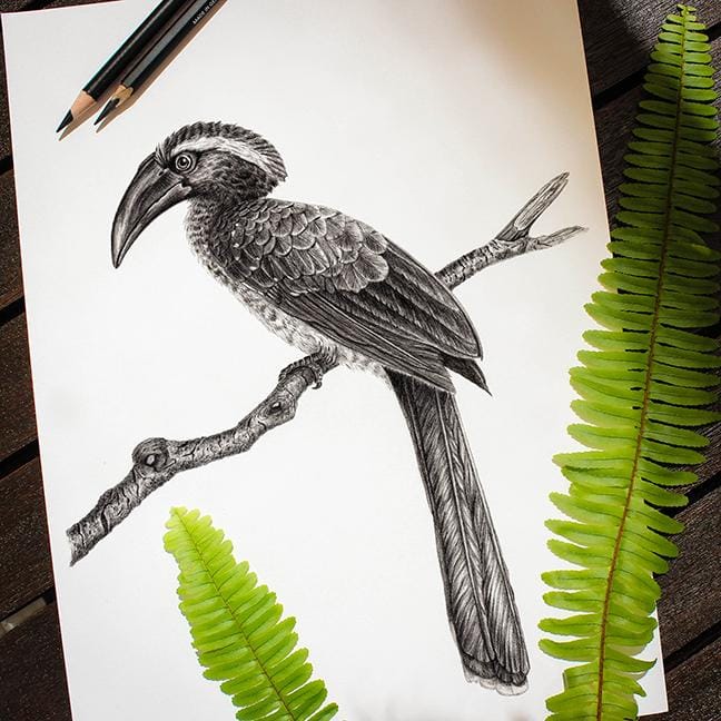 Birds of Paradise - image 1 - student project