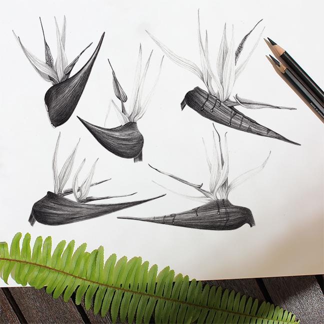 Birds of Paradise - image 5 - student project