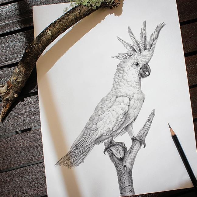 Birds of Paradise - image 2 - student project