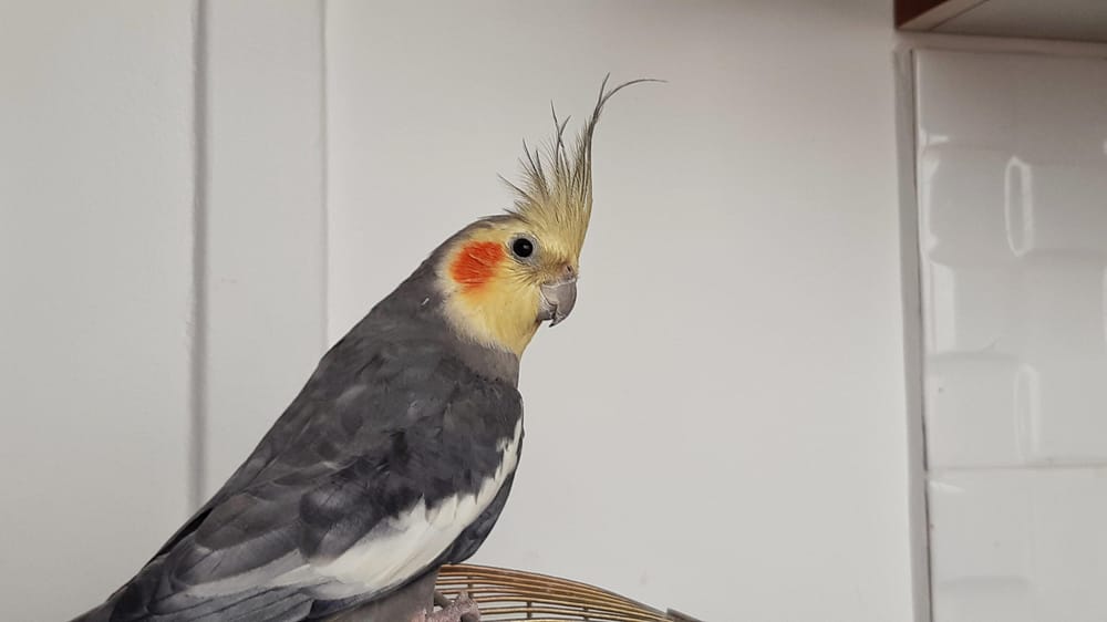 Portrait of Pütyi, the parrot - image 1 - student project