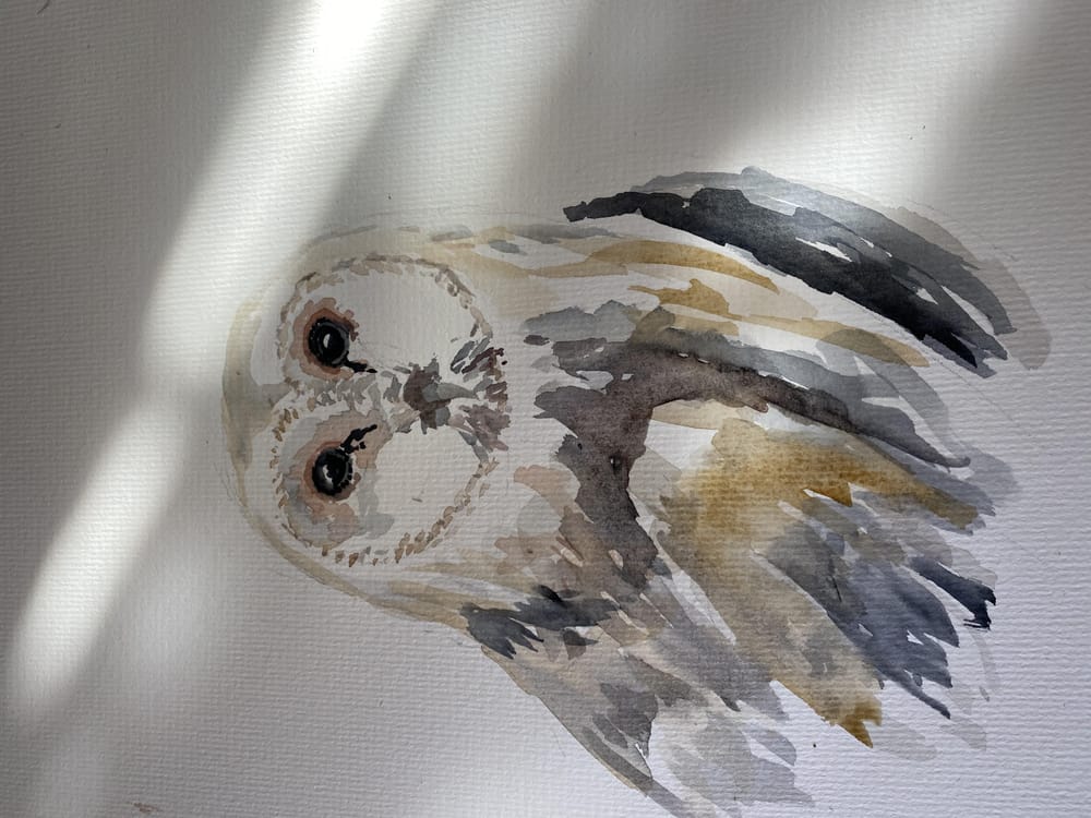 Blue titmouse - image 1 - student project